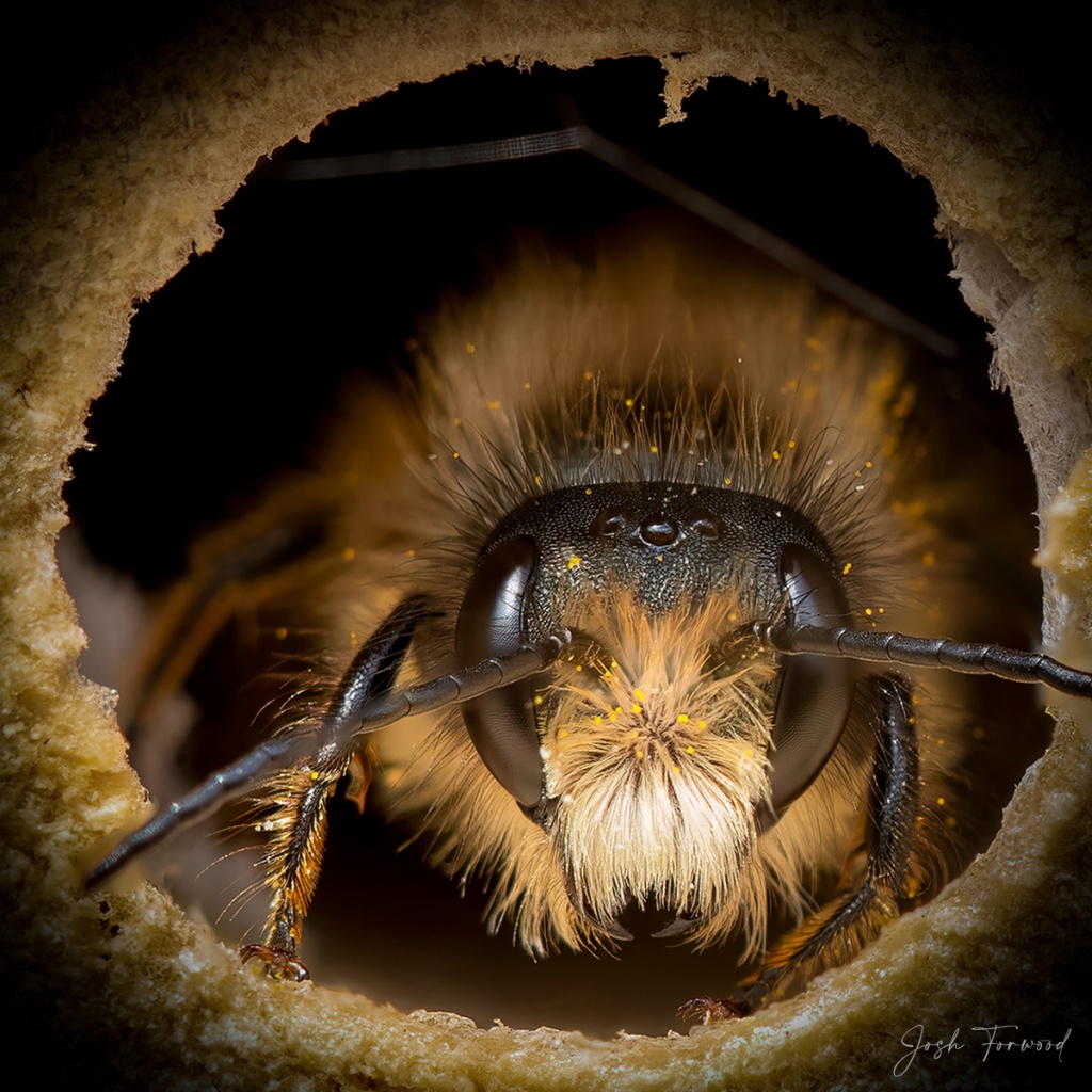  Red de kleine bijen: fotoserie onthult hun verschillende persoonlijkheden