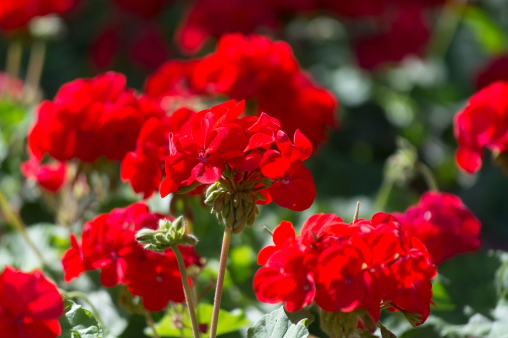  Hoe geraniums planten en verzorgen