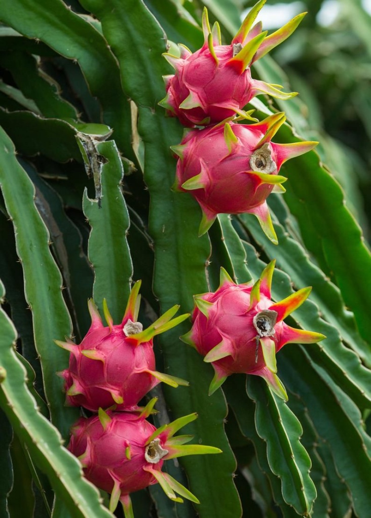  Hoe je thuis een pitayacactus kweekt
