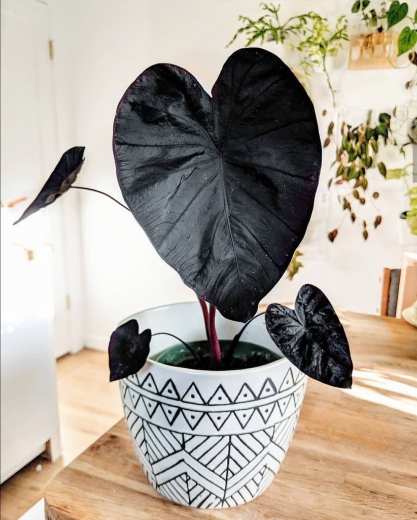  Alocasia met zwarte bladeren: Dit blad is gothic en we zijn verliefd!