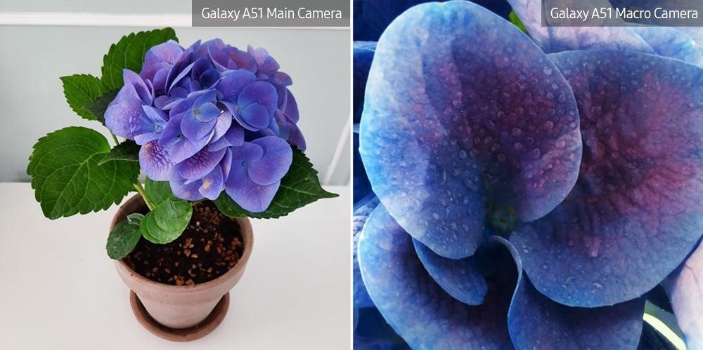  制作令人惊叹的植物照片的5个技巧