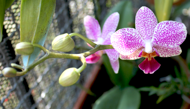  Sterft de orchidee na de bloei?