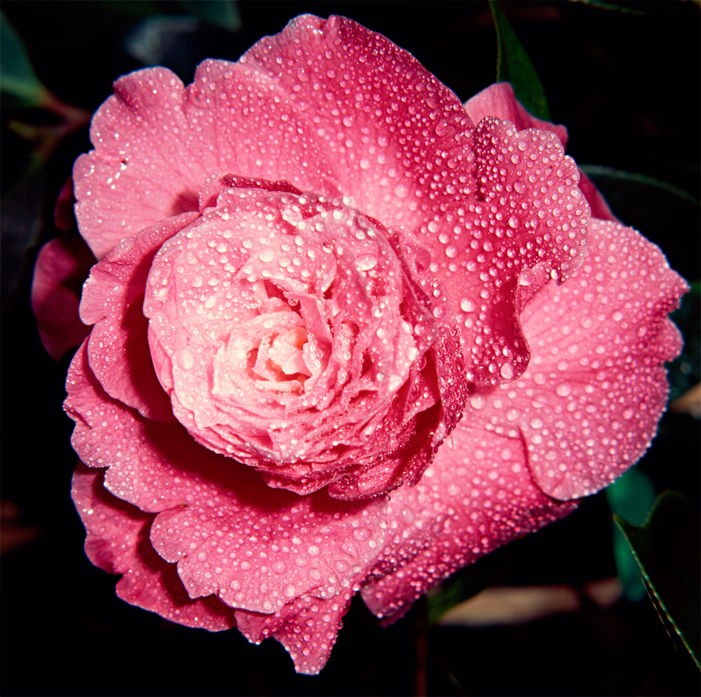  Hvordan dyrke Camellia