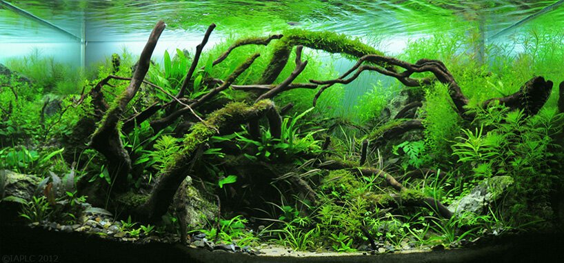  Aquascaping: in adembenemende hobby