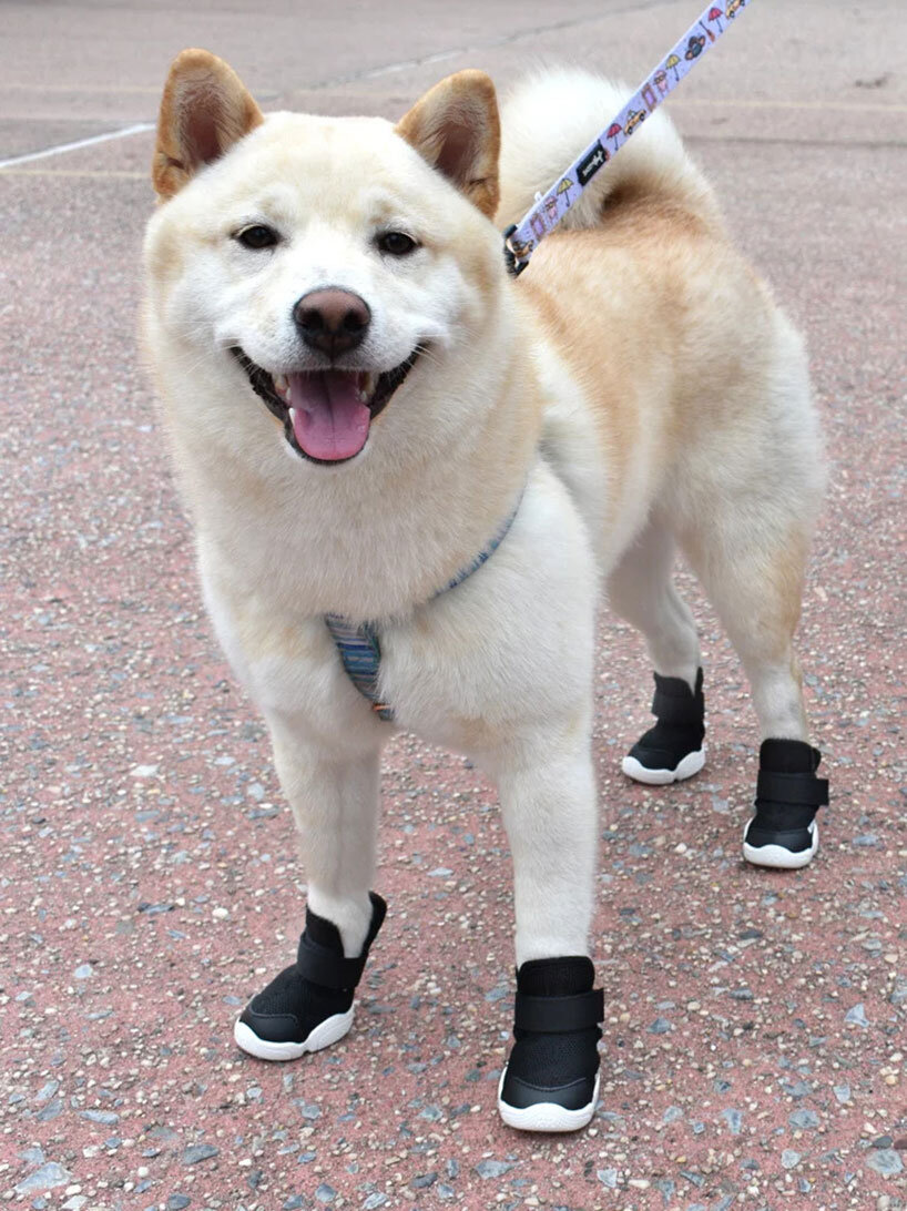  Đúng! Đây là giày thể thao cho chó!