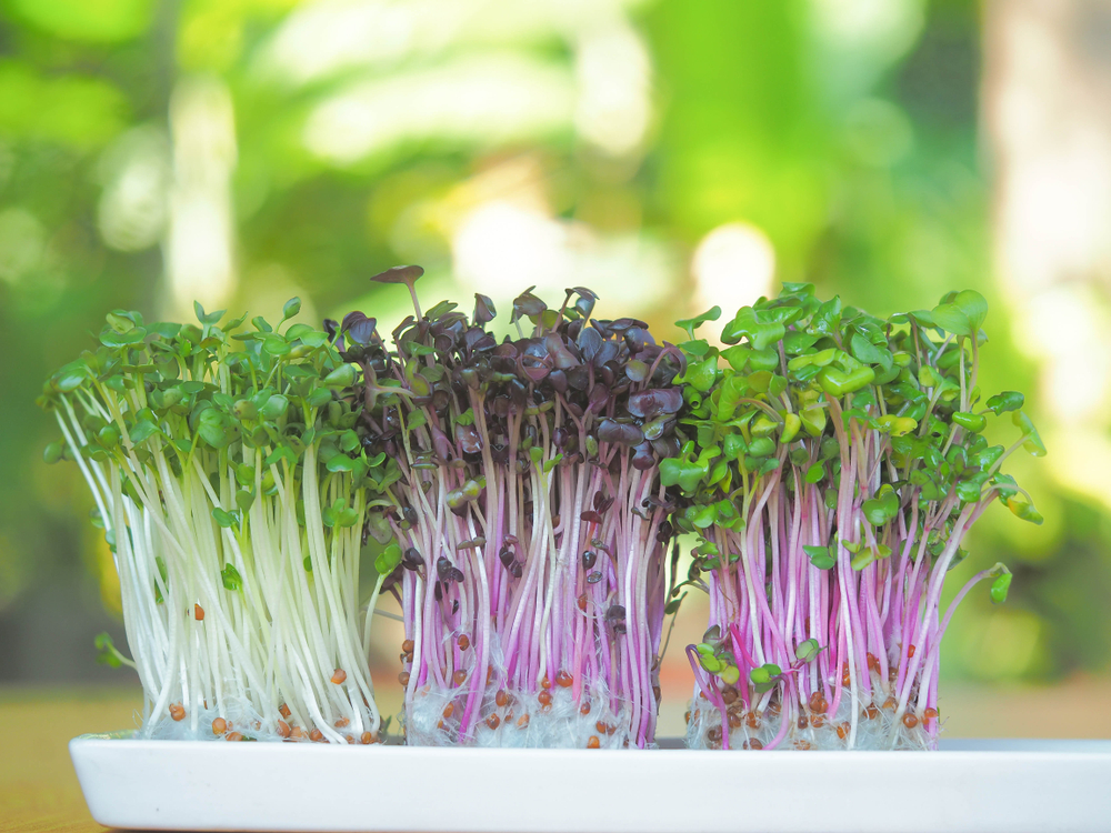  Hier lees je hoe je thuis microgroenten kweekt, zo makkelijk is het!
