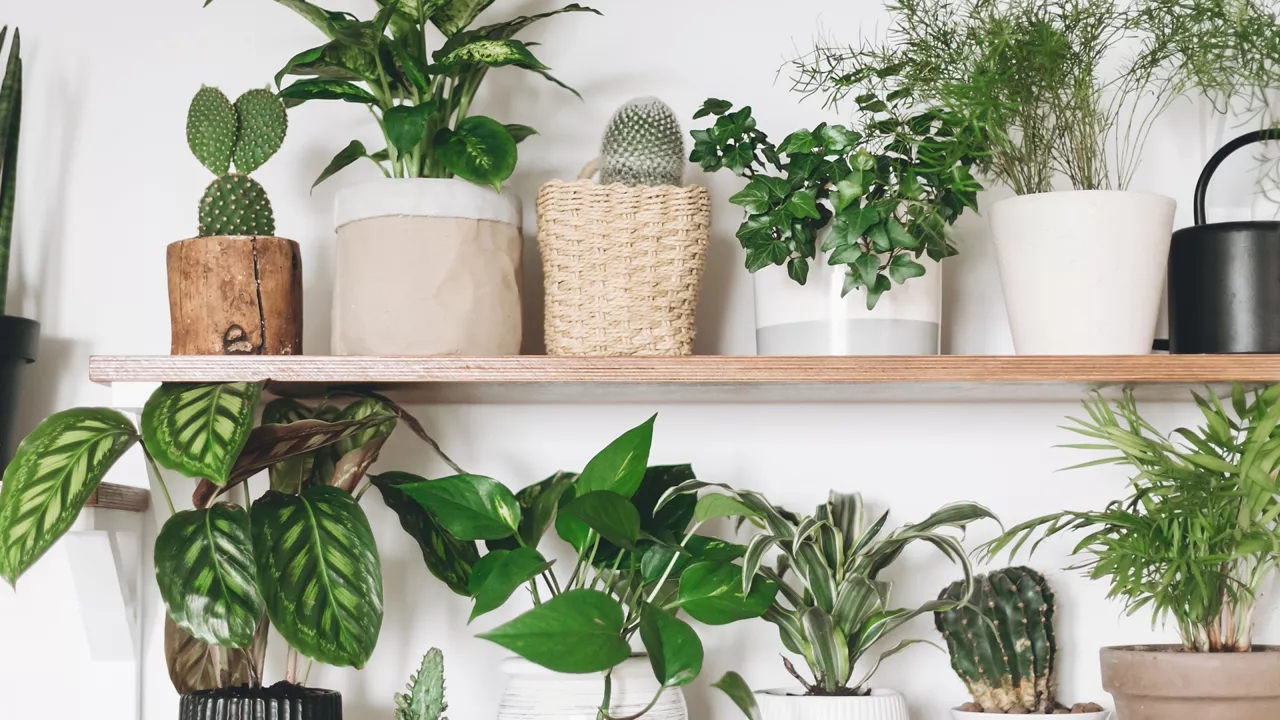  12 biljaka za najtamnije kutke vašeg doma