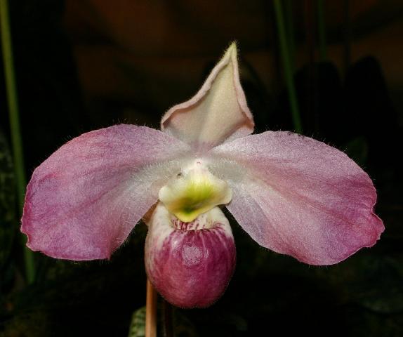  De 10 mest sjældne orkideer i verden