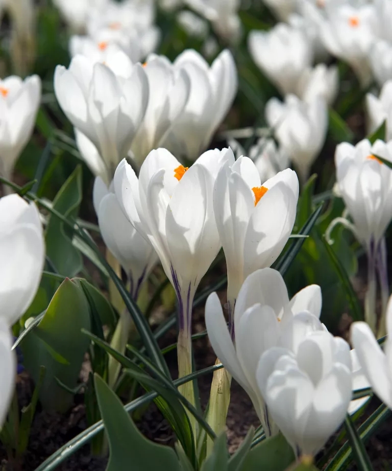  12 hvide blomster til dem, der ønsker noget elegant og klassisk