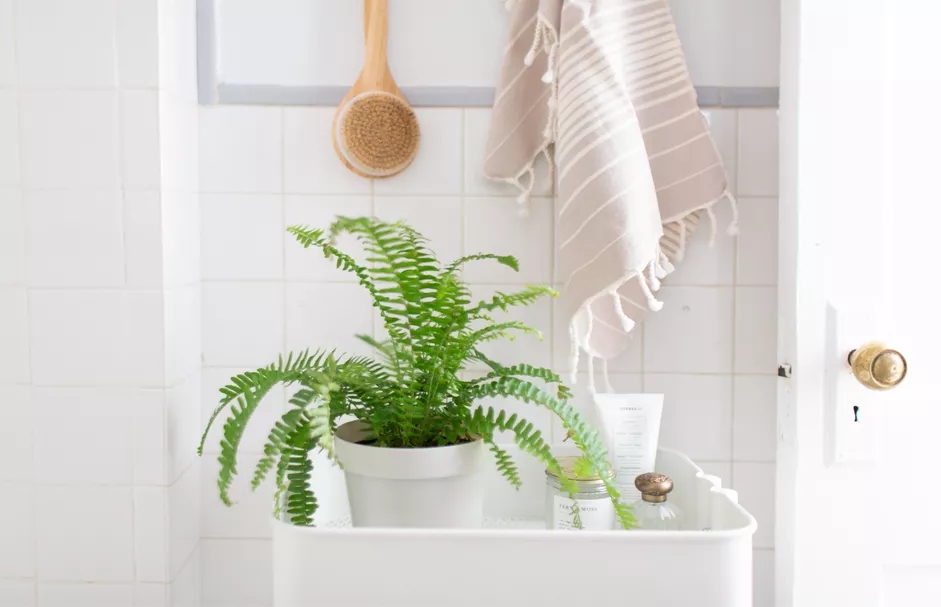  17 tanaman untuk kamar mandi