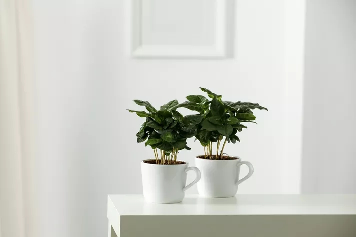  Så planterar och sköter du din kaffeplanta