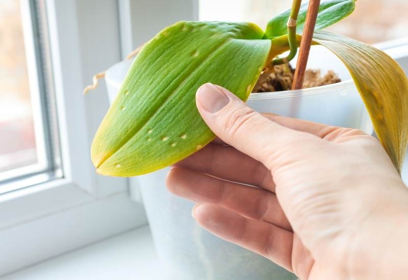  Защо моята орхидея пожълтява? 3 често срещани причини