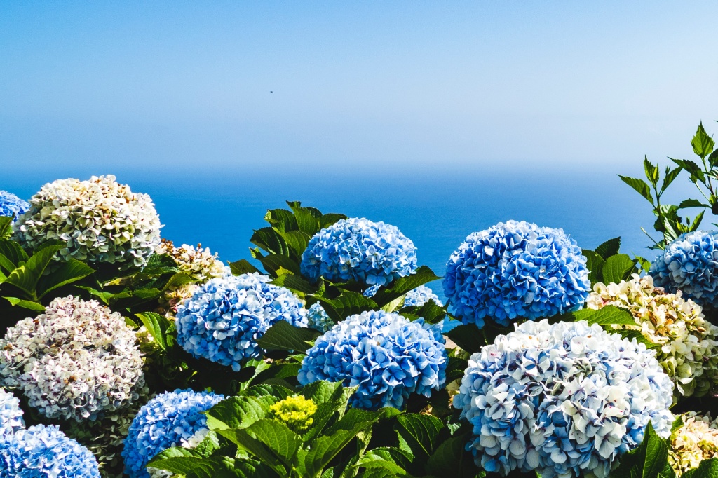  सुंदर आणि धोकादायक: 13 सामान्य परंतु विषारी फुले