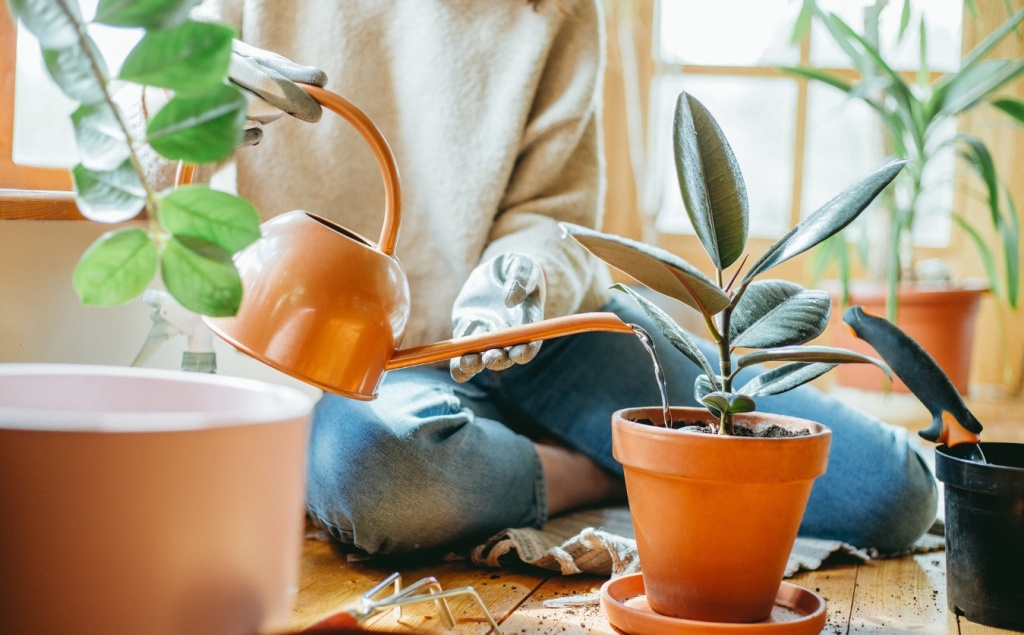  6 tips for riktig vanning av plantene dine