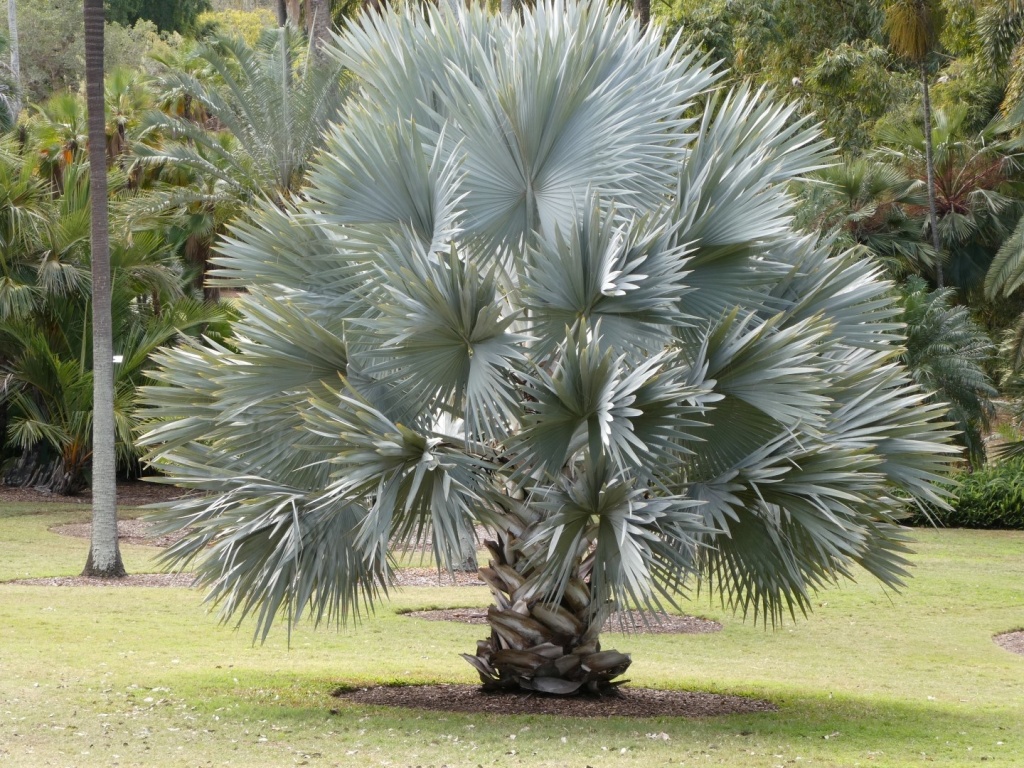  Mavi palma ağacı: bağ üçün mükəmməl növləri tapmaq üçün 20 layihə