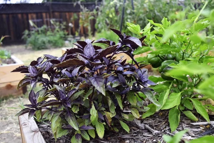  Знайте и выращивайте пурпурный базилик