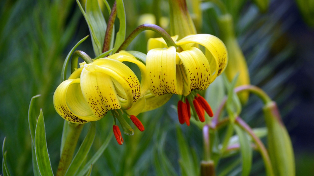  16个品种的百合花，将芬芳你的生活