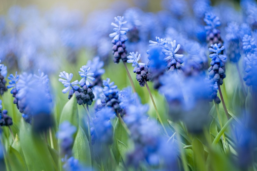  20 сини цветя, които дори не изглеждат истински