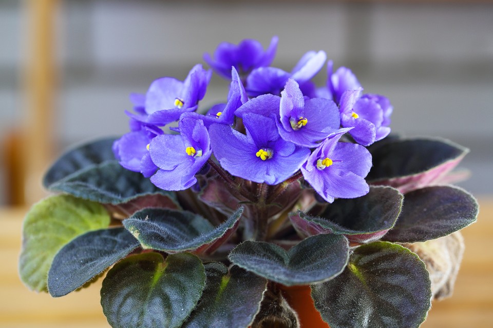  Cómo plantar y cuidar las violetas africanas