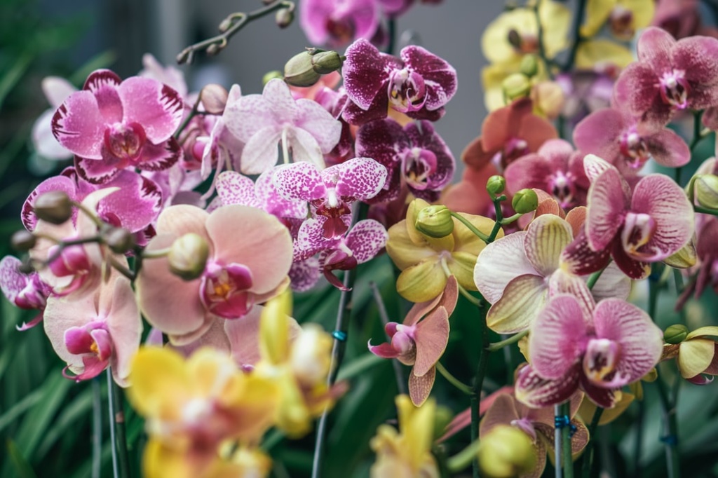  Bir apartman dairesinde orkidelere nasıl bakılır?
