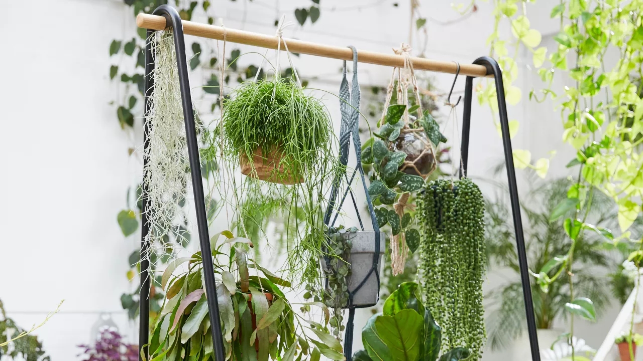  12 geriausių namuose auginamų kabančių augalų rūšių