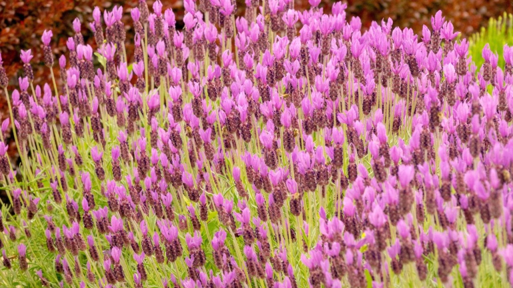  15 soarten lavendel om jo tún te geurjen