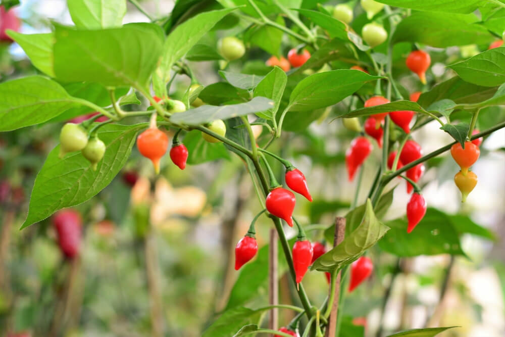  Sådan dyrker du biquinho-peber i potter