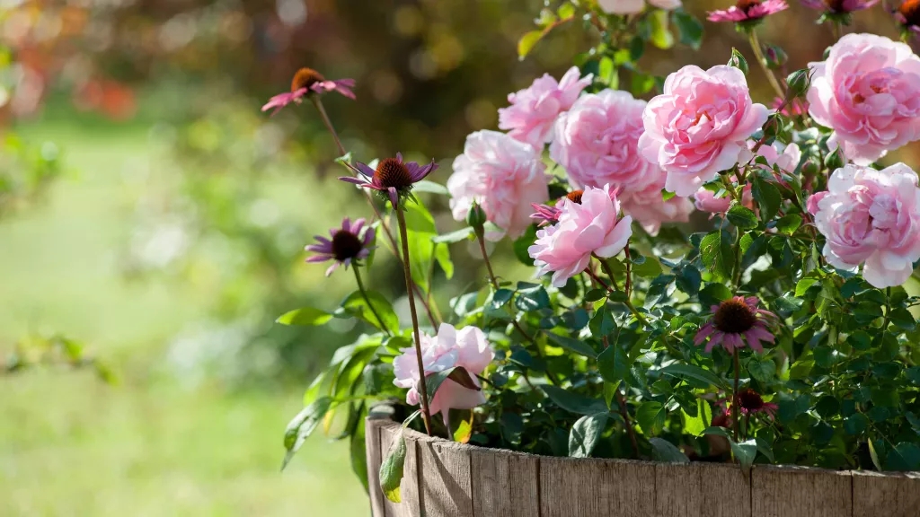  如何在花盆中种植玫瑰花