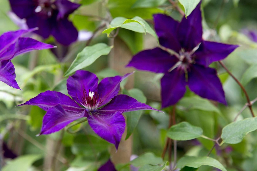  20 kembang ungu pikeun ngabagéakeun usum tiis