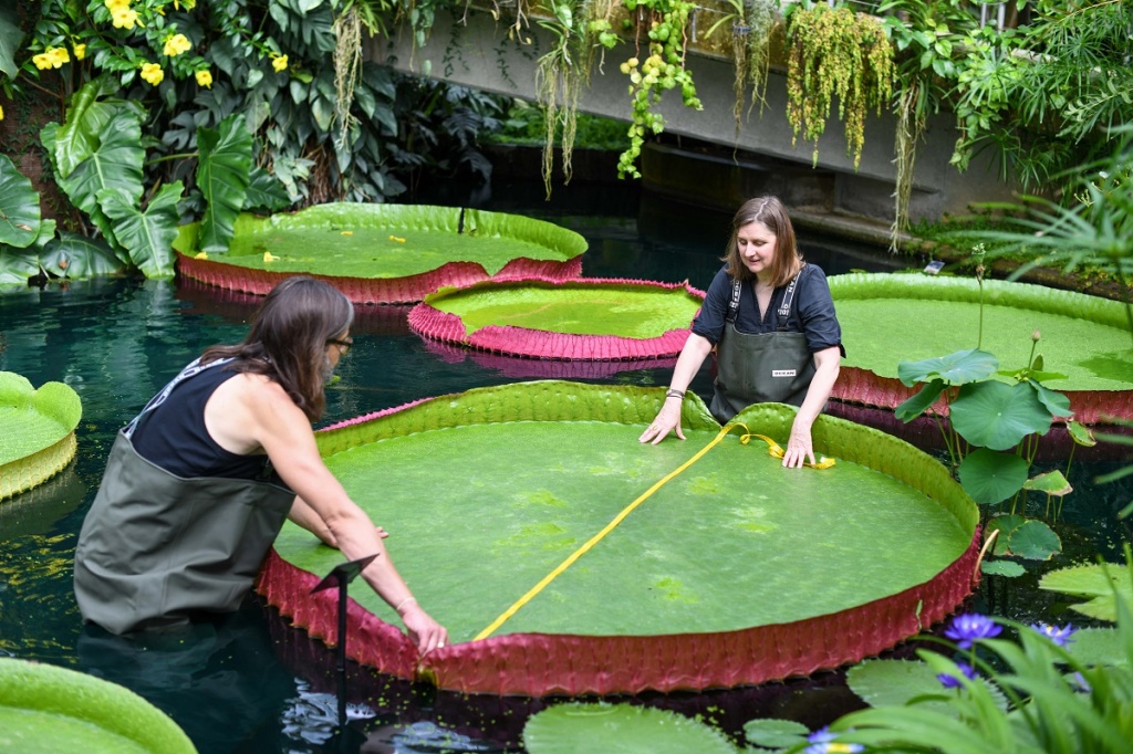  Учени идентифицират най-голямата водна лилия в света