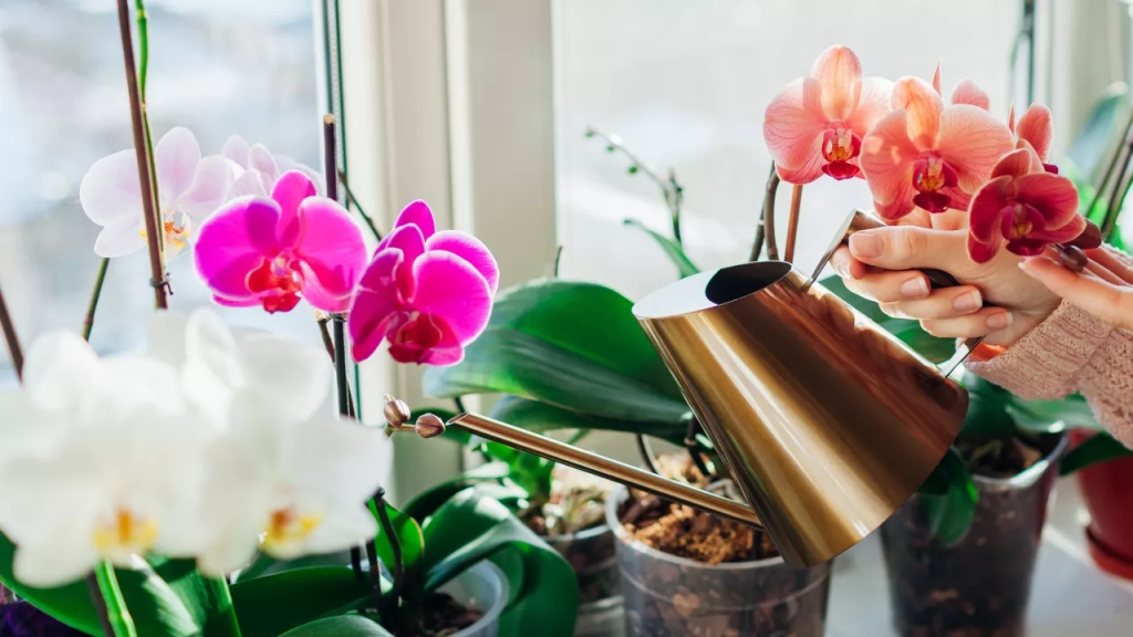  Miksi orkidea kannattaa pitää muoviruukussa?