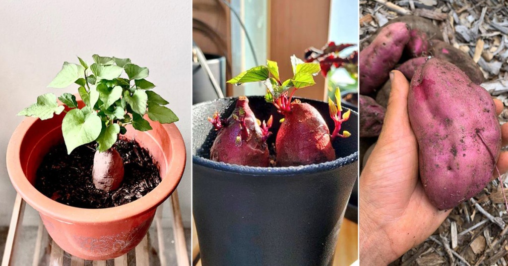  Tahukah Anda bahwa Anda bisa menanam ubi jalar di dalam pot?