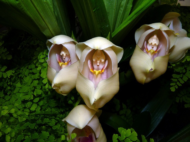  Dizze orkide is as in poppe yn in wieg!