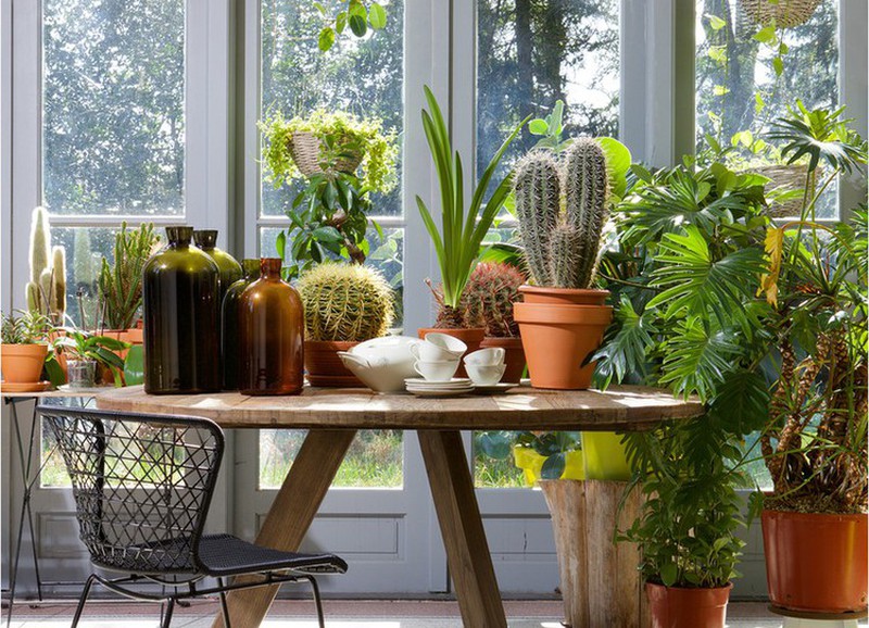  5 խորհուրդ սենյակային բույսերը առողջ և գեղեցիկ պահելու համար