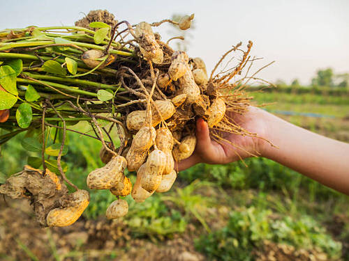  Hoe kinne peanuts yn potten groeie