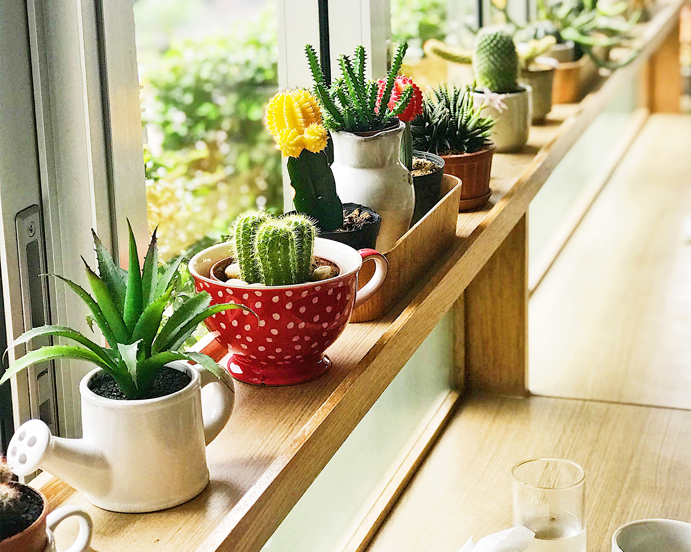  La guida completa alla scelta del vaso migliore per le vostre piante