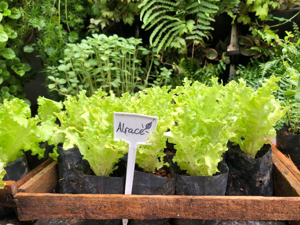  5 consellos para cultivar un xardín vertical en espazos pequenos