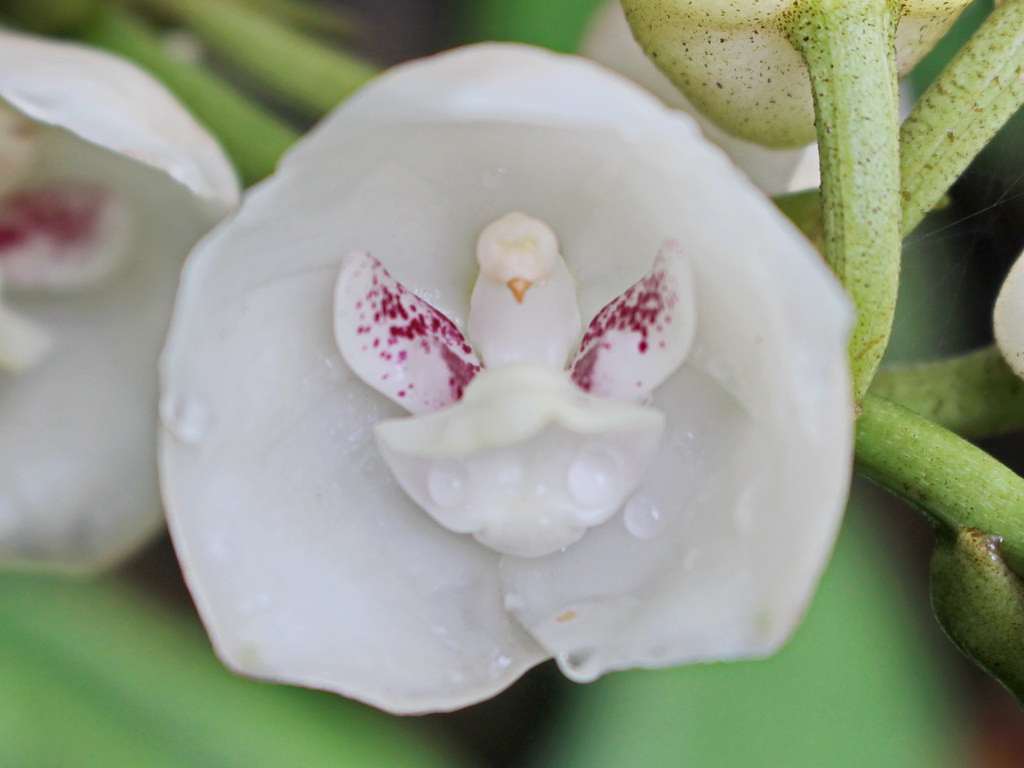  Această orhidee arată ca un porumbel!