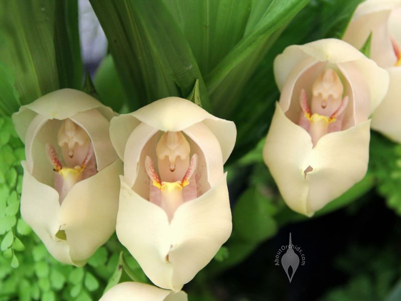  It soarte orchidee dat liket as it in poppe yn har draacht!