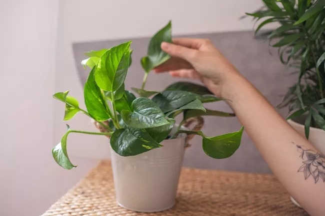  식물을 청소하는 방법을 알고 있습니까?