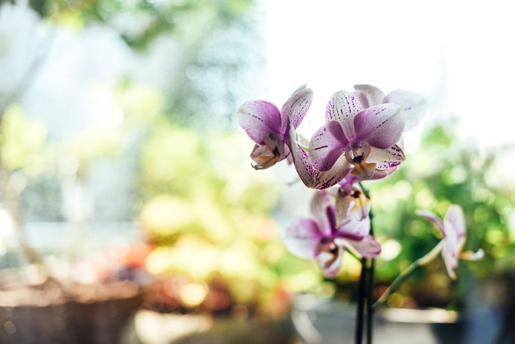  Kako se brinuti za orhideje? Vodič sa svime što trebate znati!