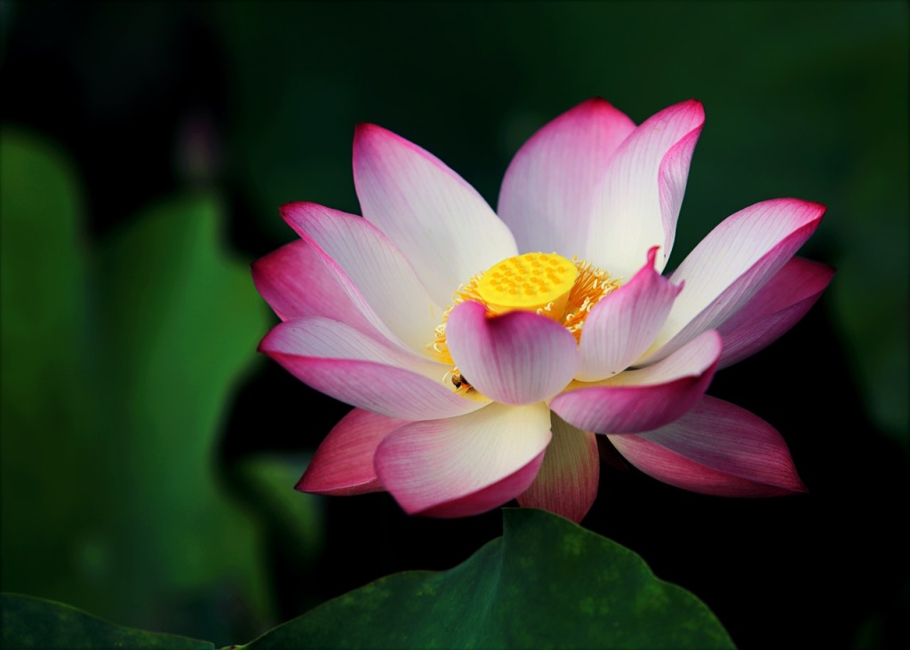  Blodyn Lotus: gwybod yr ystyr a sut i ddefnyddio'r planhigyn i addurno