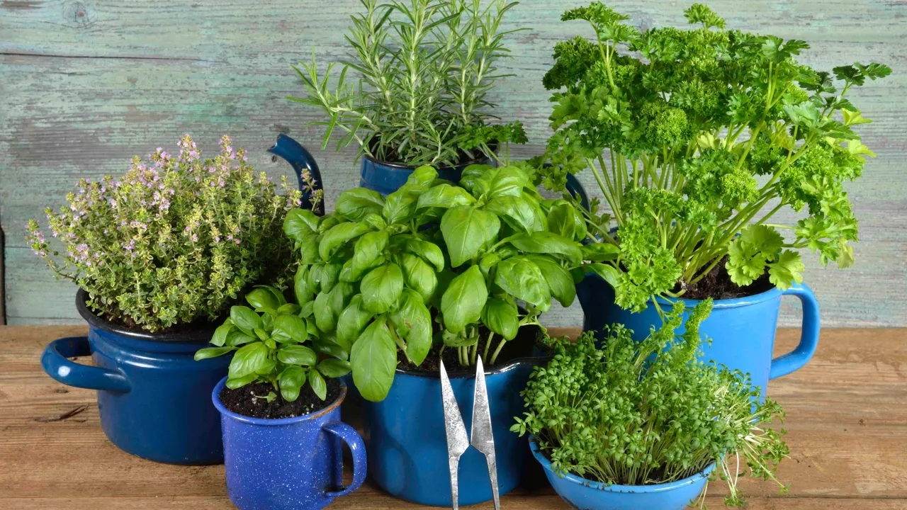  13 nejlepších bylinek pro vaši pokojovou zeleninovou zahrádku