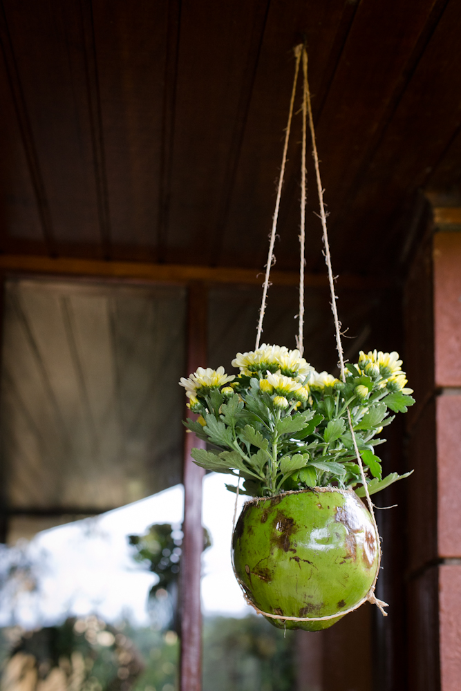  DIY: ತೆಂಗಿನಕಾಯಿಯನ್ನು ನೇತಾಡುವ ಹೂದಾನಿಯಾಗಿ ಪರಿವರ್ತಿಸಿ